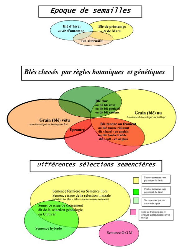 La généalogie du blé