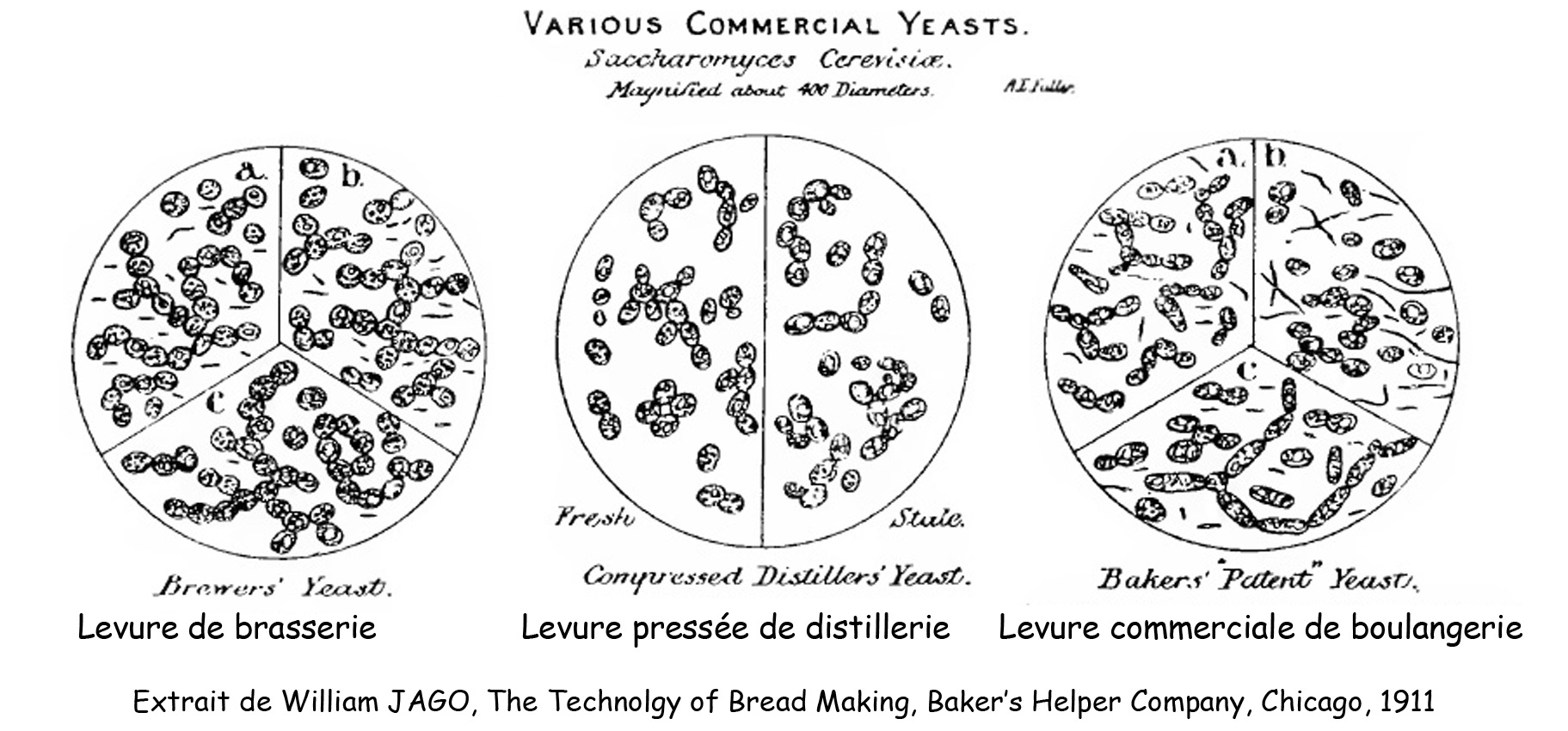 Les « flour barm » britanniques