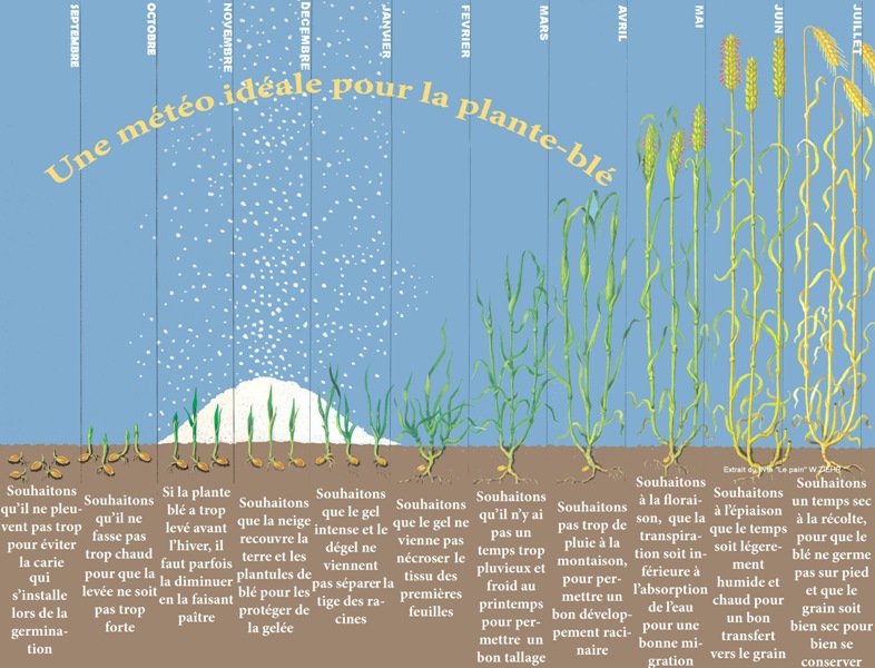 Une météo idéal pour la plante blé