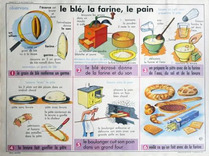 Affiche scolaire sur Le Blé, la Farine, le Pain