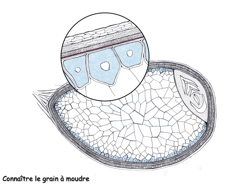 La qualité de la mouture