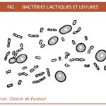 Bacteries-lactiques-et-levures