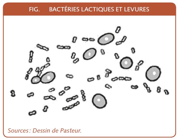 Bacteries-lactiques-et-levures