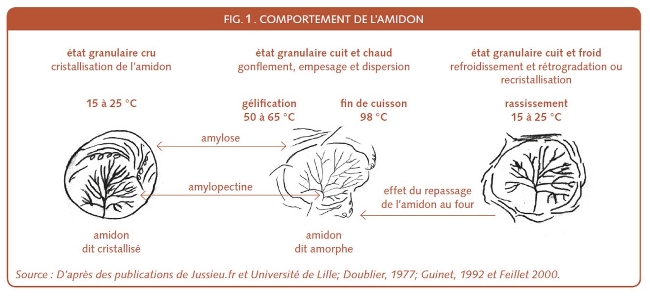 Le ressuage et la conservation du pain