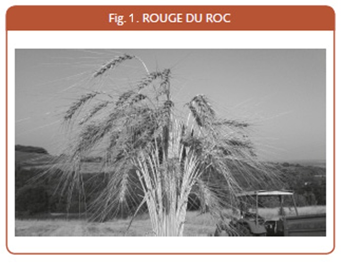 04_013_Rouge du Roc.jpg