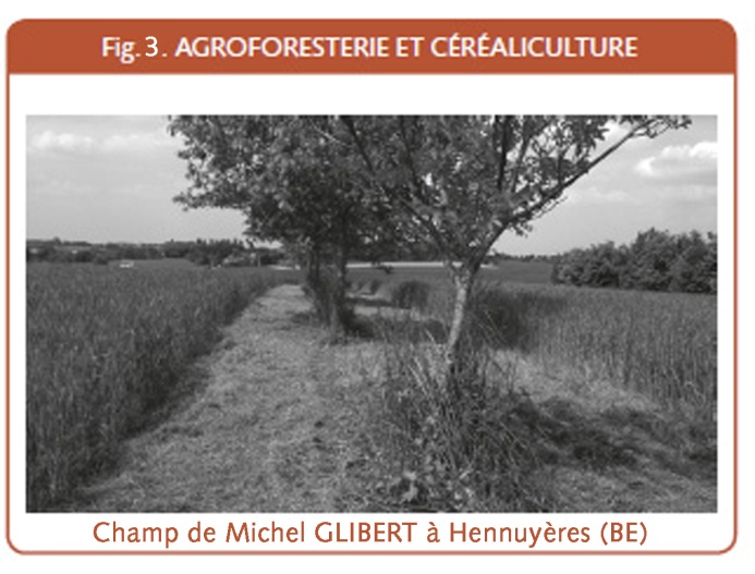 05_021_Agroforesterie et cerealiculture.jpg
