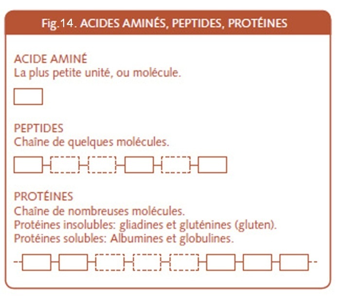 07_039_Acides amines peptides protéines.jpg