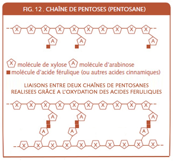 09_055_Chaines de pentoses avec liaisons feruliques.jpg