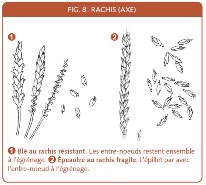 10_064_Rachis resistant et rachis fragile.jpg