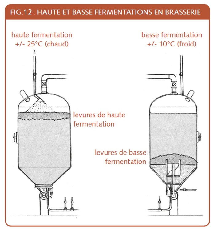 11_090_haute et basse fermentation en brasserie.jpg