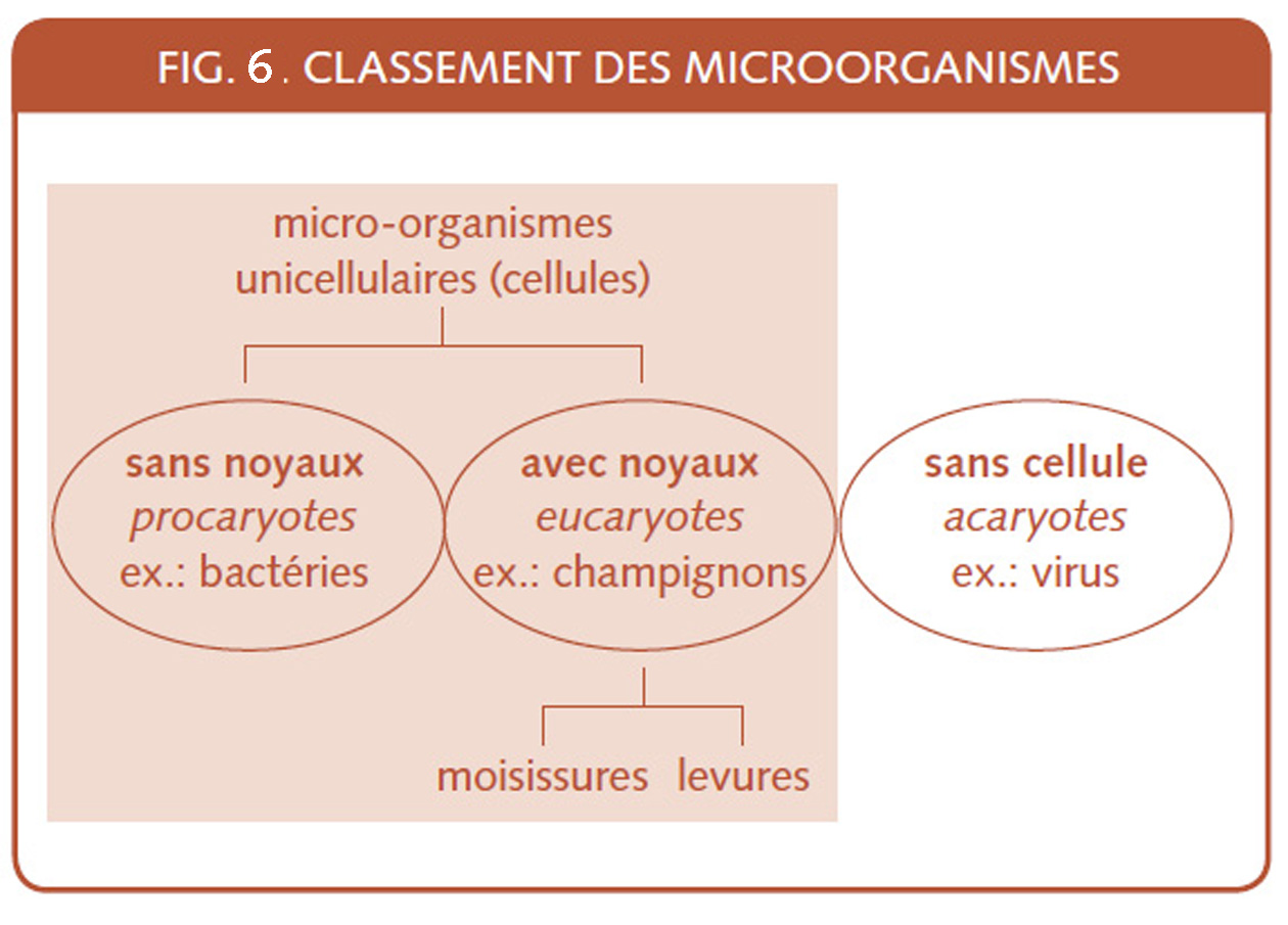 15_124_Classement des microorganismes.jpg