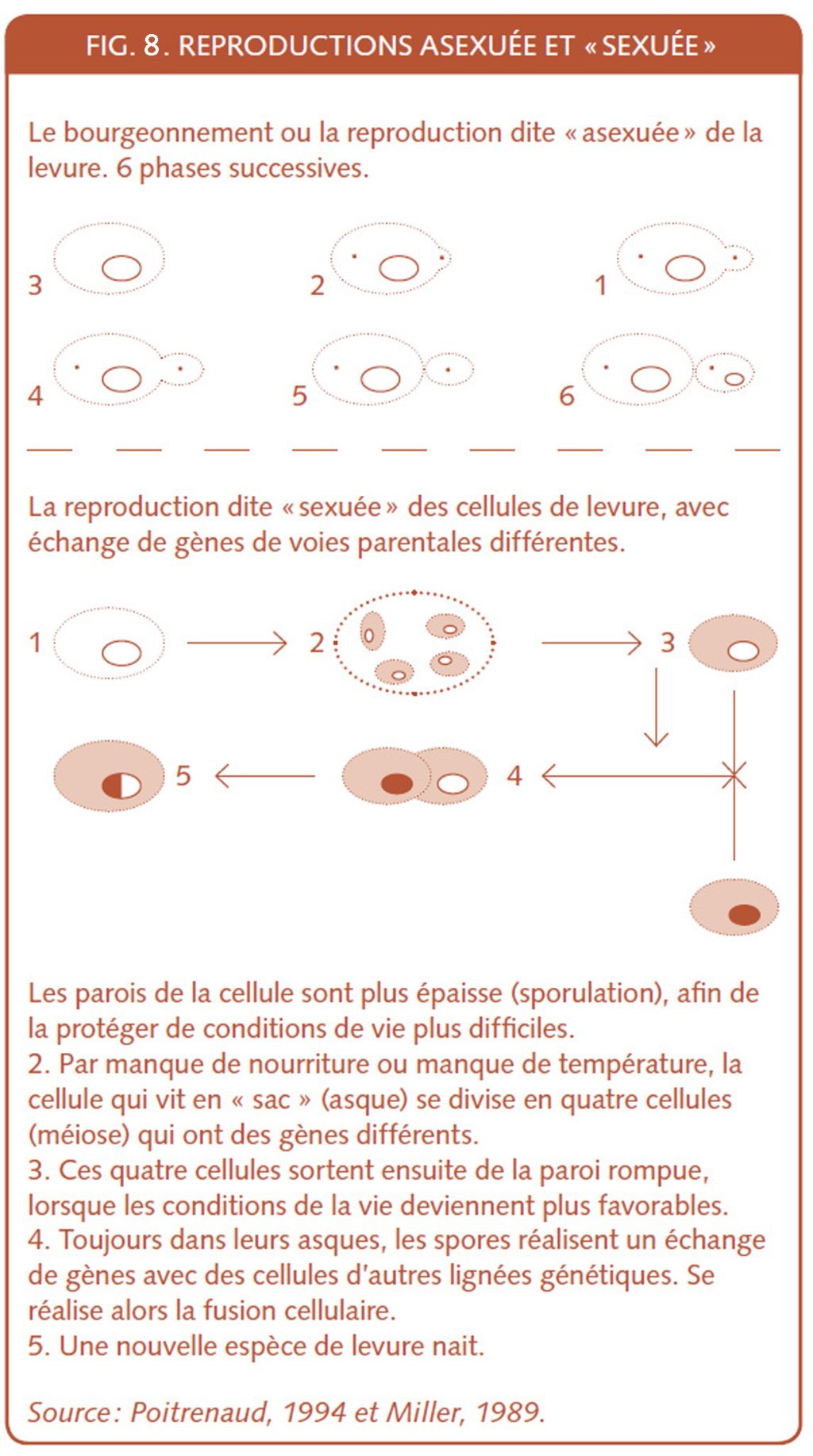 Chapitre 15. Les levures et les starters de levain. Levains