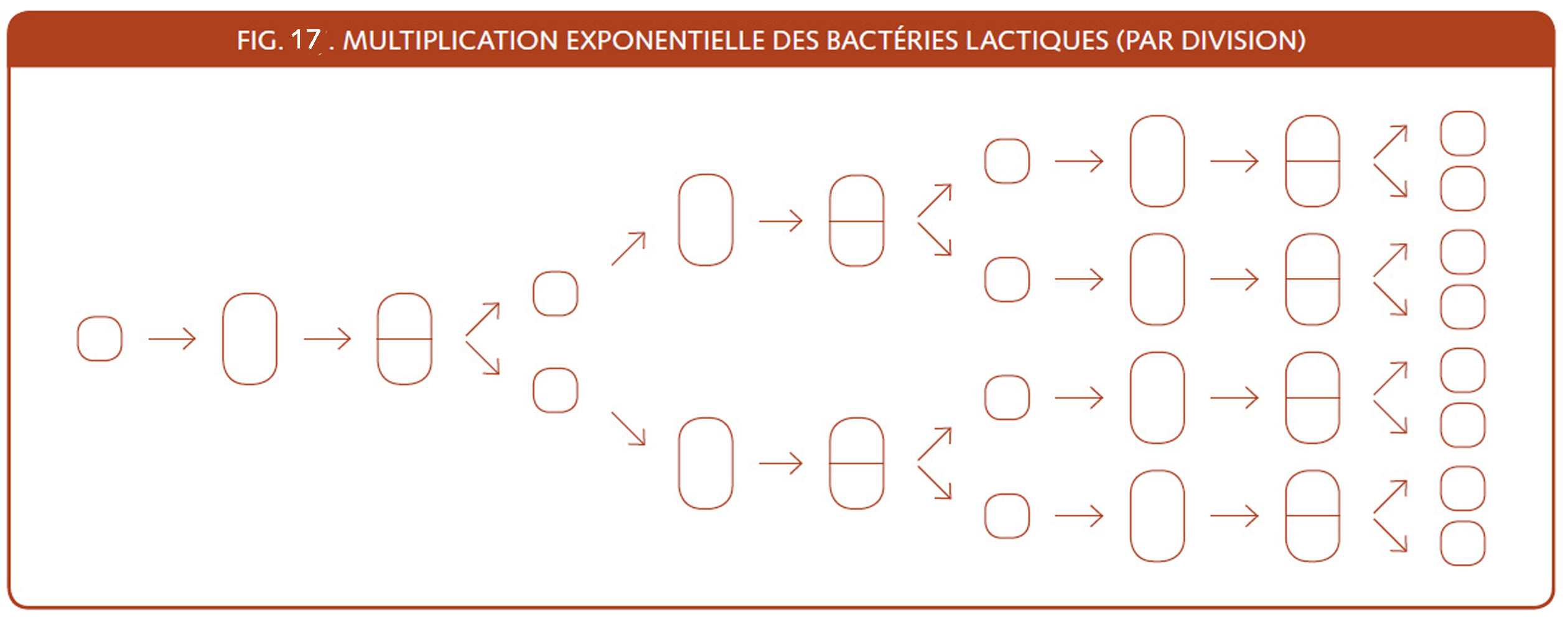 15_132_Multiplication exponentielle des bacteries.jpg
