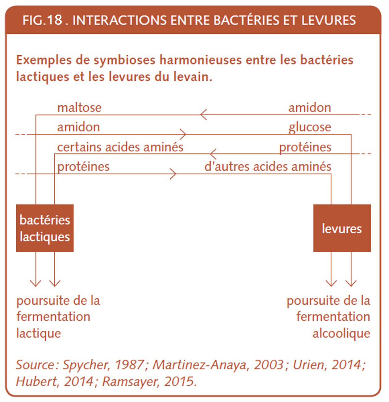 15_133_Interactions entre bacteries et levures.jpg