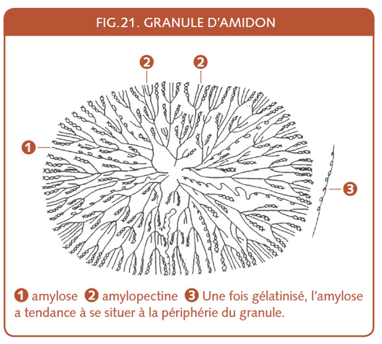 16_148_Granule d'amidon.jpg