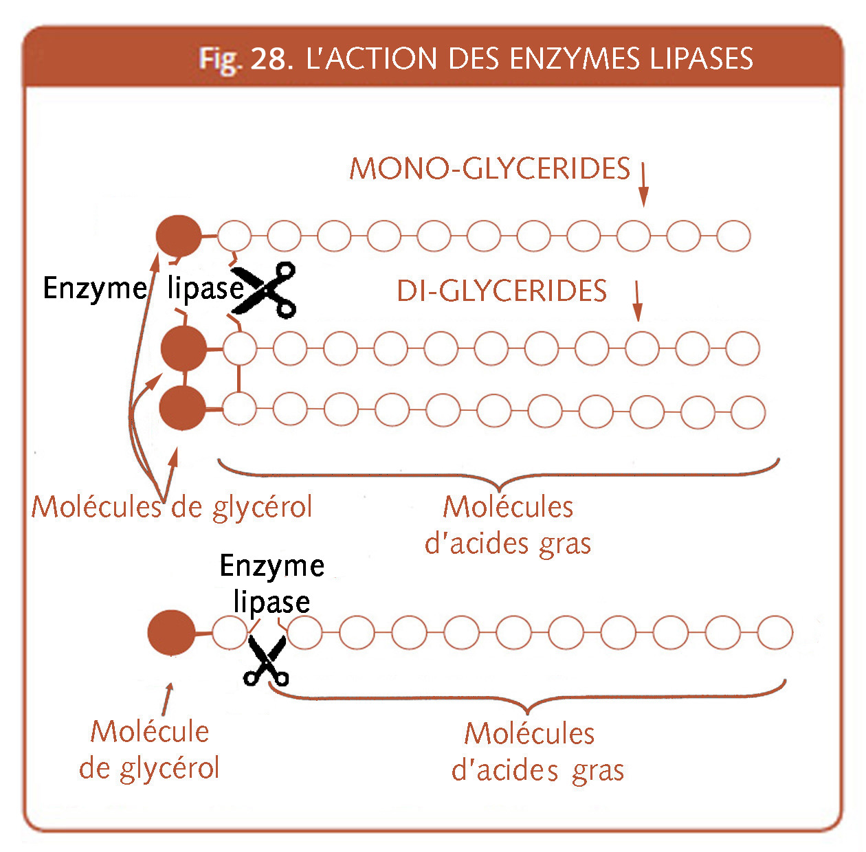 16_150_L'action des enzymes lipases 3.jpg