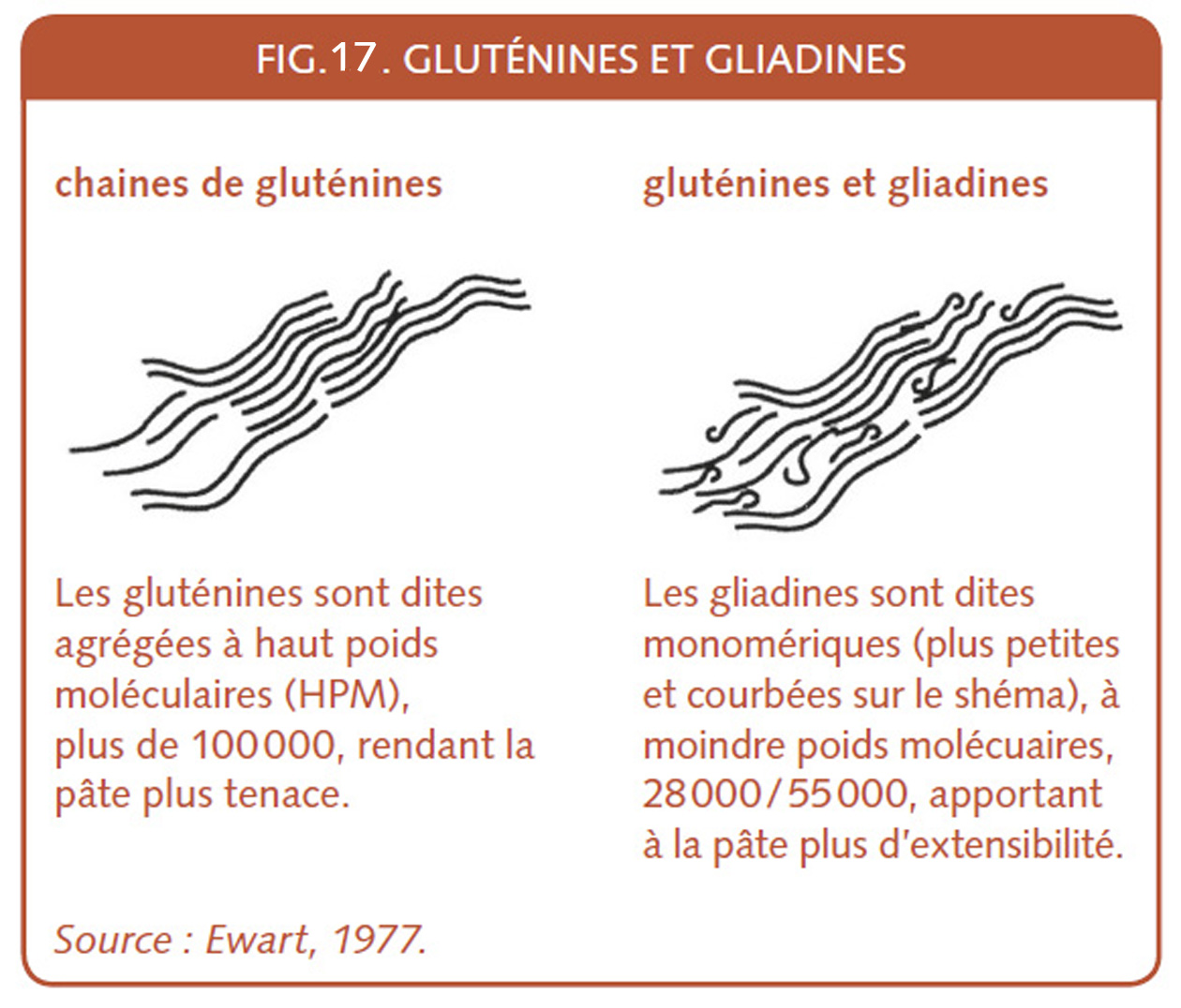 18_191_glutenines et gliadines.jpg