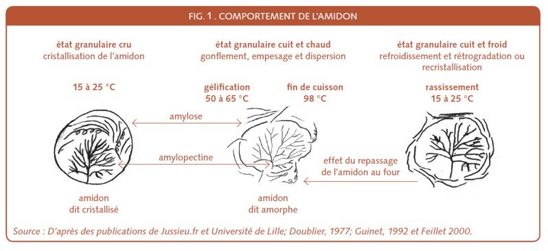 22_245_Comportement de l'amidon.jpg