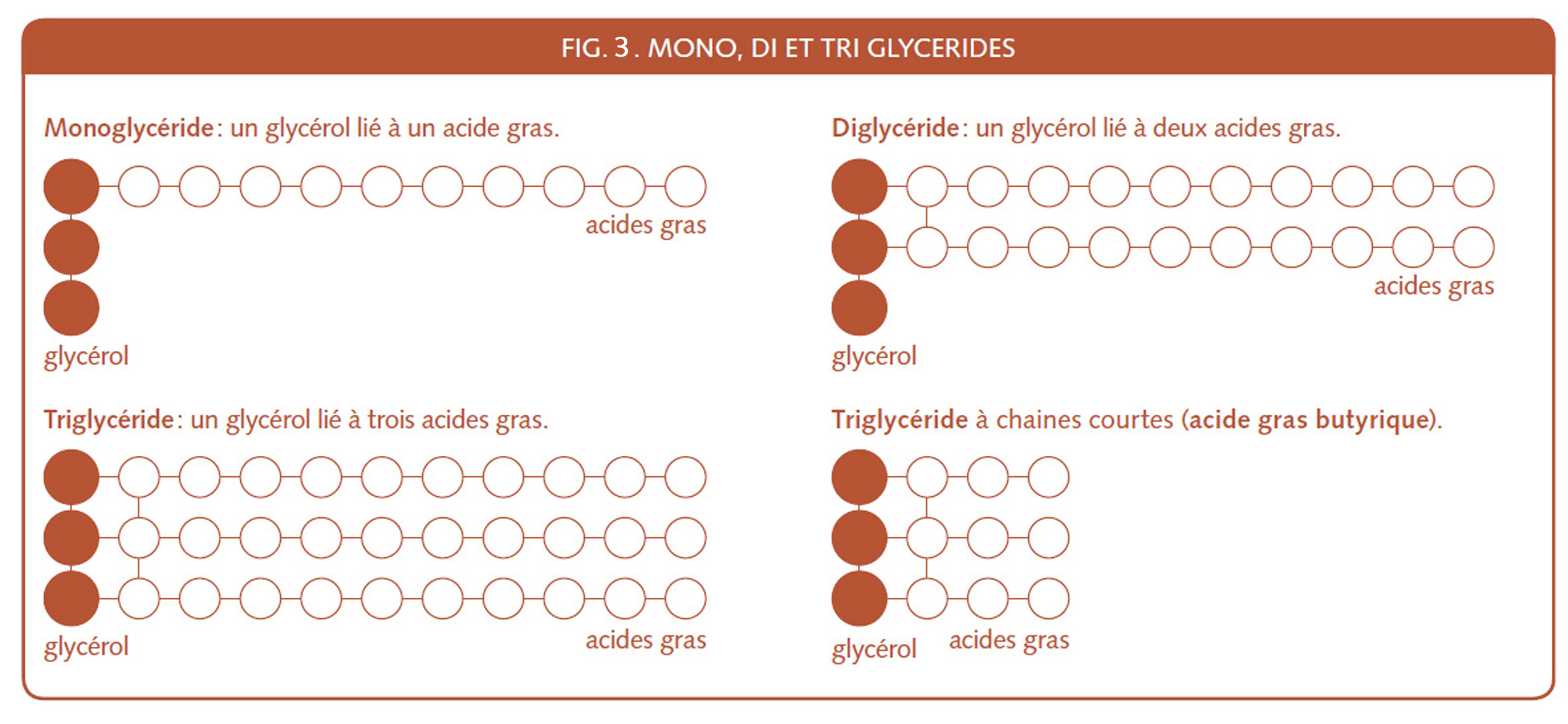 16_135_Mono-Di- et Tri-glycerides.jpg