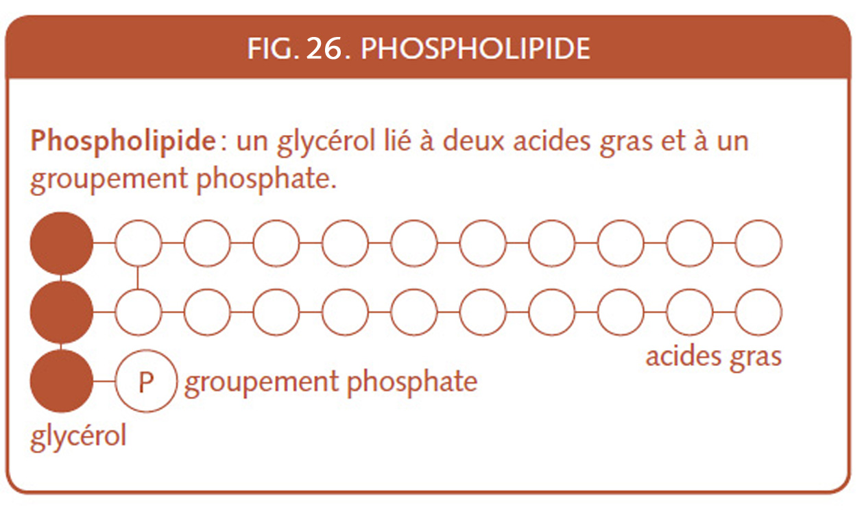 16_150_phospholipides.jpg