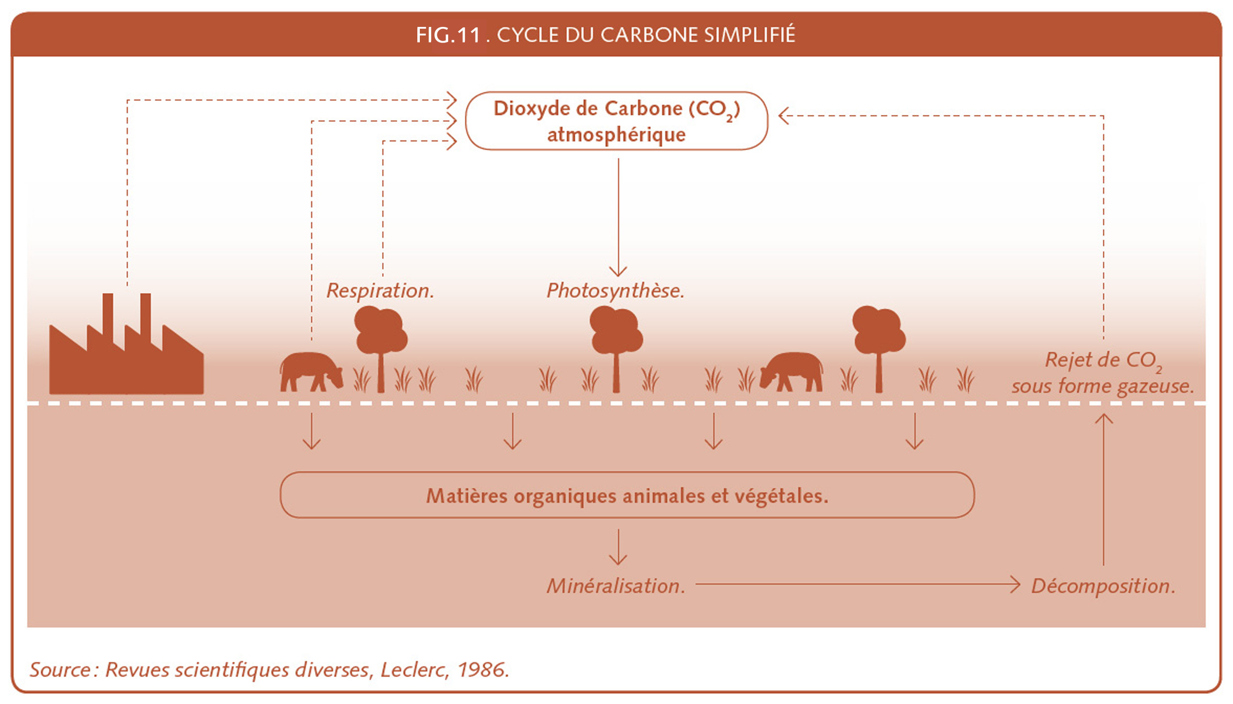 21_225_Cycle du carbone simplifié.jpg